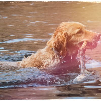 Kuvituskuva: koira vedessä.