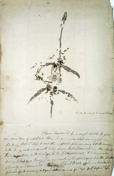 Brev och teckning från Mary Anning som tillkännager upptäckten av ett fossilt djur nu känt som Plesiosaurus dolichhodeirus, 26 december 1823