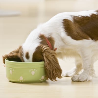 En hund mindre hund står på ett golv med nosen i en ljusgrön matskål.