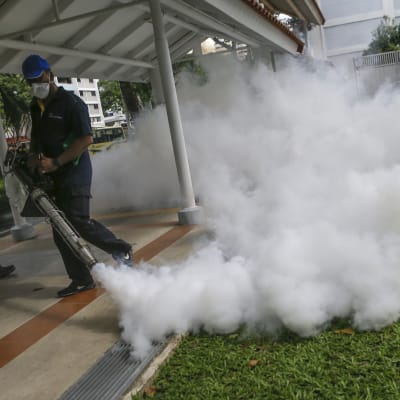 Singaporessa myrkytetään kiivaasti hyttysiä sen jälkeen, kun ensimmäiset kotoperäiset zikavirustartunnat todettiin viime sunnuntaina.