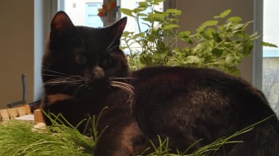 Otso Hultkrantz svarta katt liggande i en kruka.