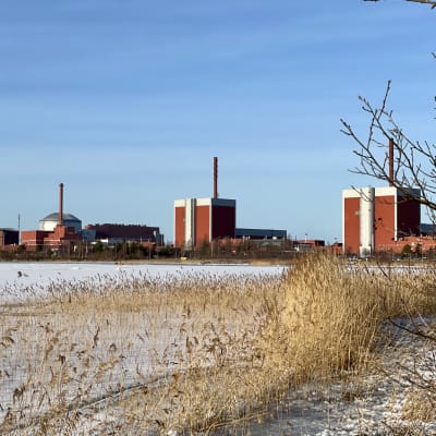 Olkiluotos tre reaktorbyggnader på andra sidan en frusen vik en solig vinterdag med torr vass i förgrunden.