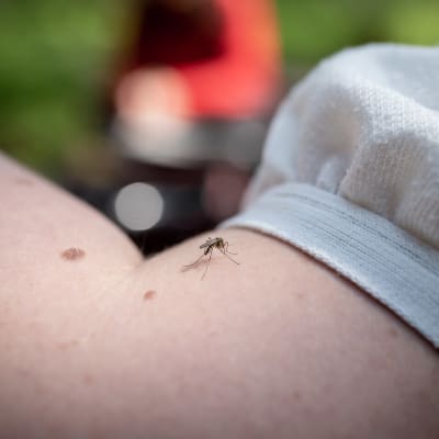 Närbild på en mygga på en arm.