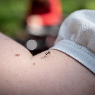 Närbild på en mygga på en arm.
