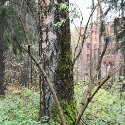 skog och i bakgrunden höghus