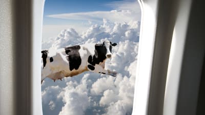 Vy ut från ett flygplansfönster där en ko precis flyger förbi.