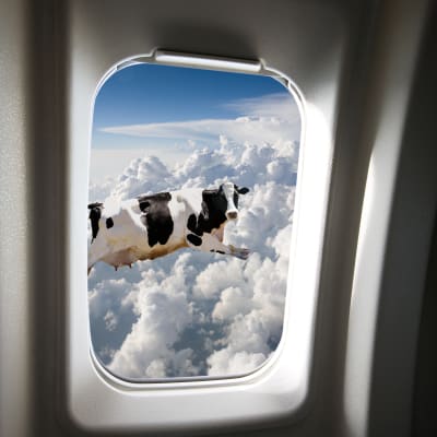 Vy ut från ett flygplansfönster där en ko precis flyger förbi.