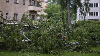 Träd som fallit under storm på Drumsö i Helsingfors