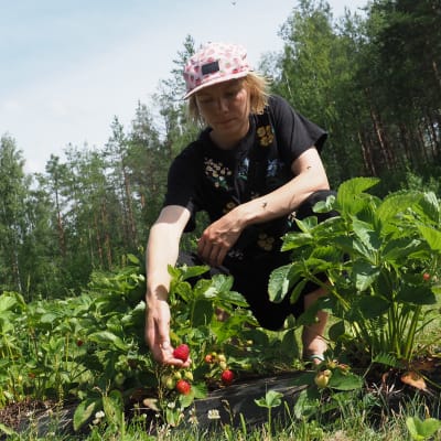 Marjanviljelijä Sanna Ketolainen Kesälahdelta on kumartuneena mansikkapenkin viereen.