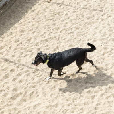 En hund går i sand.