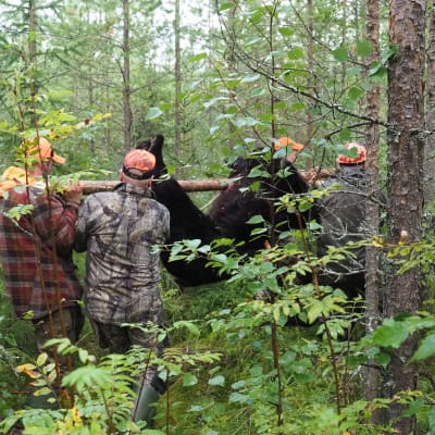 Metsästäjät kantavat kaadettua karhua pois tiheästä taimikosta Lieksassa elokuussa 2020.