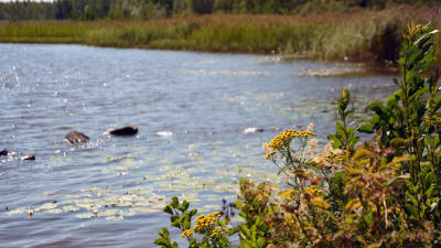 Hinjärv träsk.