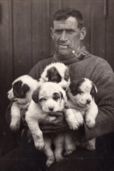 Bild på besättningsmannen Tom Crean och en del av hundarna som följde med på expeditionen