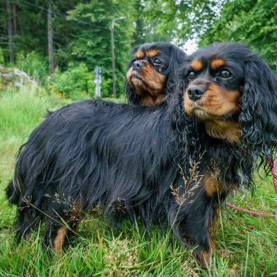 Två små svarta hundar med lång päls och långa öron på en grön gräsmatta.