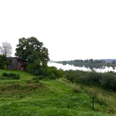 Vy över floden Njemen från den litauiska sidan mot Kaliningrad. Grönt och lantligt.