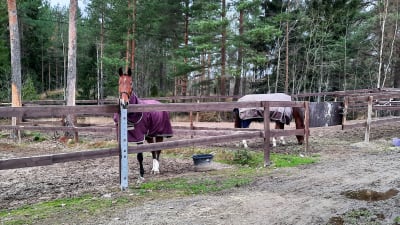 Två hästar i skilda hagar. En av dem tittar mot kamern.