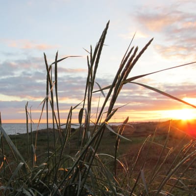 Strandgräs i solnedgång.