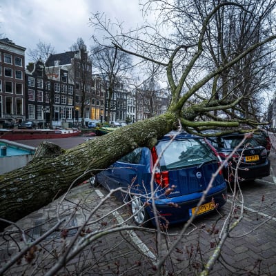 Kaksi autoa on jäänyt kaatuneen puun alle Amsterdamissa.
