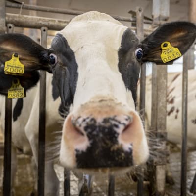 En mjölkko med gula markeringar i båda öronen tittar nyfiket fram ur sitt bås i en ladugård.