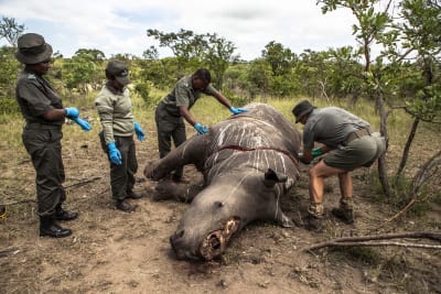 Mr Frikkie Rossouw (R), of the SANParks' Environmental Crime Investigations Unit, is assisted in the preparation of the carcass of a rhino killed for its horn for postmortem, Kruger National Park, South Africa, 04 February 2015. During the procedure he ex