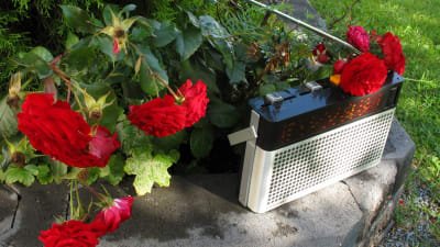 En radioapparat omgiven av blommor