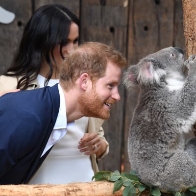Det brittiska hertigparet besöker zoo i Australien