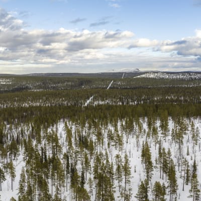 Ilmakuva Kuruvaarasta rajavyöhykealueelta Venäjän rajasta ja rajaviivasta, rajaviiva vie Korvatunturille.