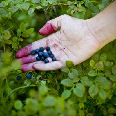 En hand som håller i blåbär ovanför blåbärsris.
