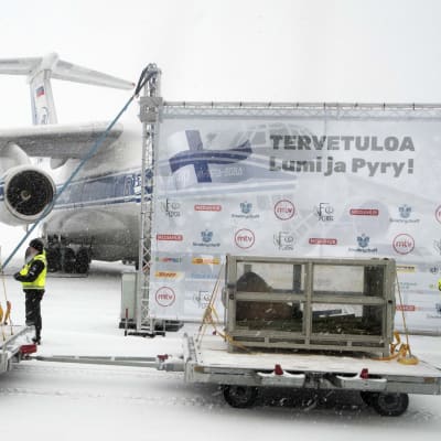 Pandorna Lumi och Pyry anländer till Finland. 