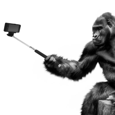 Gorilla ottaa selfiekepillä selfietä.