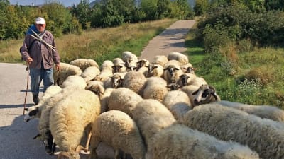 En fårskock på en landsväg i Kroatien. Till vänster i bilden en man som vallar dem.