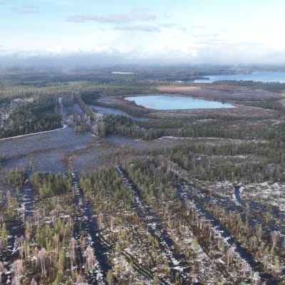 Ennallistettua suota Jäälissä, Oulun lähellä. Ojia on tukittu, jotta humuspitoinen vesi ei päätyisi jokiin ja sitä kautta Itämereen.