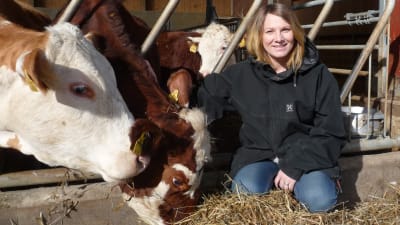 Jessica Aminoff på huk bredvid några brun-vita, hornlösa kor som äter hö.
