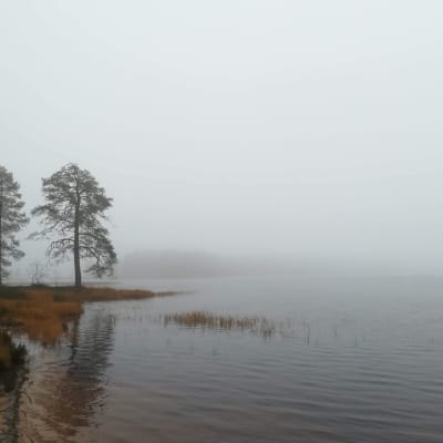 Tiilikkajärven kansallispuiston maisemaa Rautavaaralla.