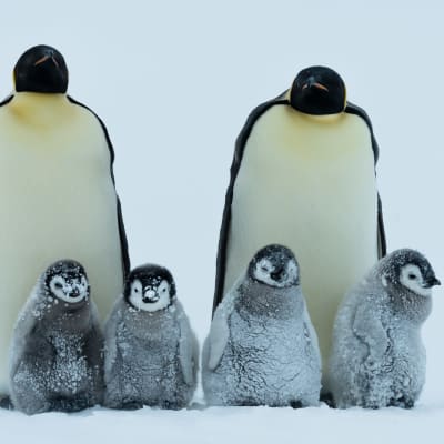 Kaksi aikuista kuningaspigviiniä jaloissaan neljä poikasta.