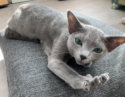 En grå katt ligger och sträcker ut sig på en soffa.