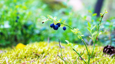 Blåbärsris med fyra blåbär växer bland mossa.