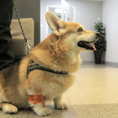 Welsh corgi Vantaan Tammiston Evidensiassa 8.2.2023.