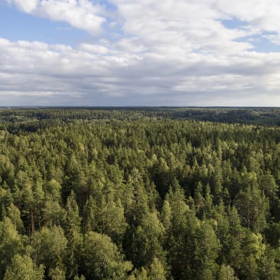 Metsää Sipoonkorven kansallispuistossa.