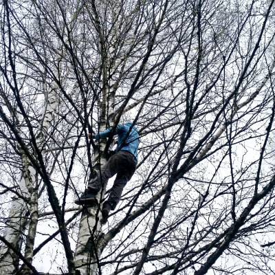 Kvinna klättrar i träd