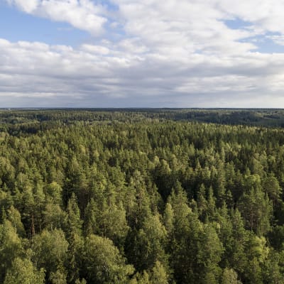 Skog fotograferad ovanifrån i Sibbo storskogs nationalpark.