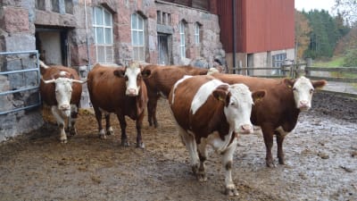 Kor på Mörby gård i Raseborg