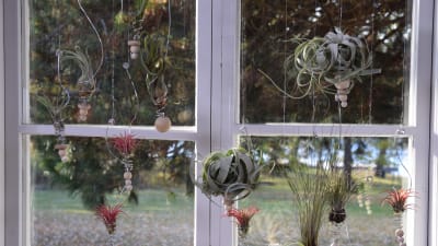 Olika typer av tillandsia hänger i amplar i ett fönster.