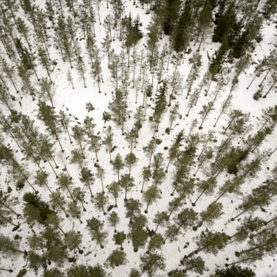 Skog fotograferad uppifrån luften under vintern.