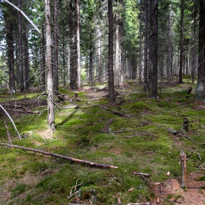 Kuusimetsä.