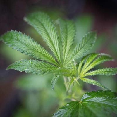 Kannabis sativa -kasvin lehtiä.