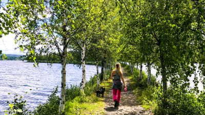 Corinne går ut med hunden i ett vårigt landskap bland björkar och hav.