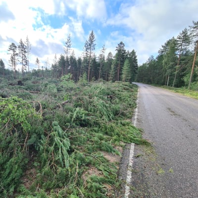 Kaatuneita ja tieltä raivattuja puita metsässä Mäntyharjuntien varressa Jaalassa.