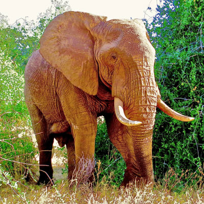 En elefant på savannen.