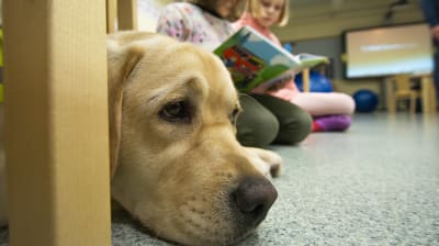 Lukukoira Ruuti-koira kuuntelee, kun oppilaat harjoittelevat lukemista Repokankaan koulussa Varkaudessa.